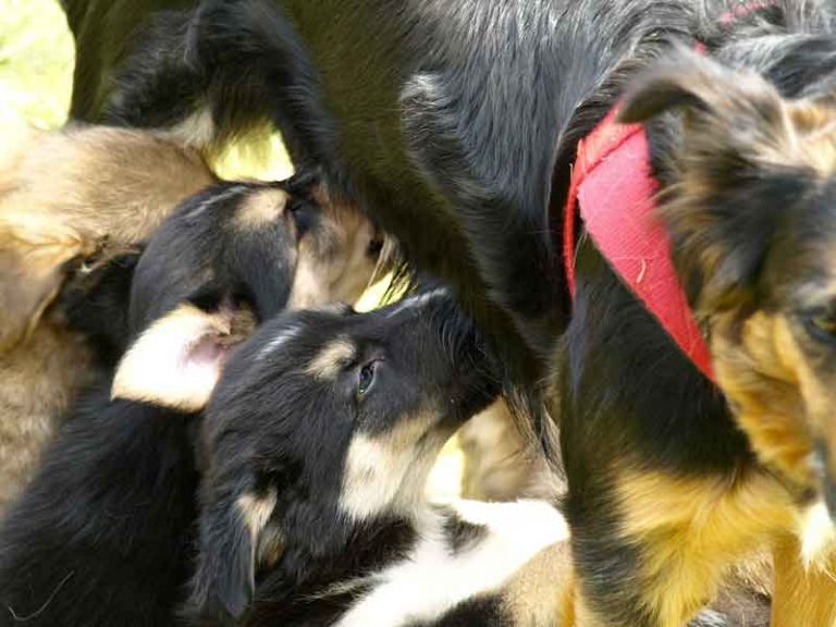 Gestation de la chienne durée diagnostic et suivi Toutoupourlechien