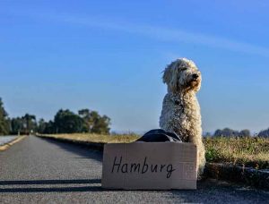 passeport pour chien