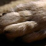 La pododermatite du chien