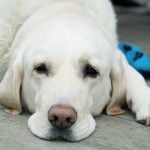 La pyélonéphrite chez le chien