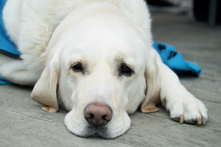 La pyélonéphrite chez le chien