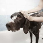 Shampooing pour chien