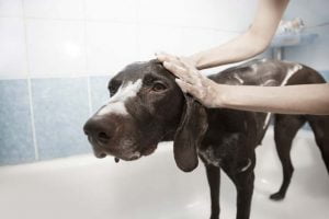 Shampooing pour chien