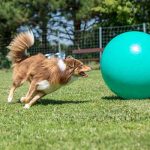 pratiquer le treibball avec son chien