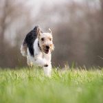 Les vitamines pour chien