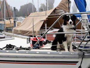 voyager en bateau avec son chien