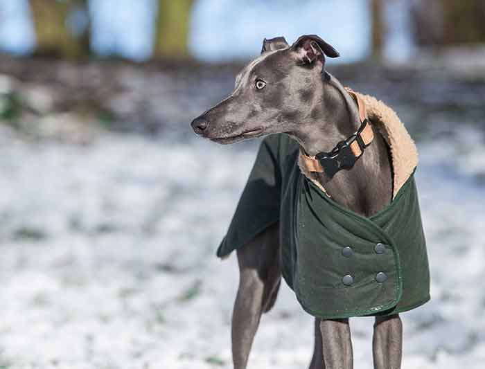 voyager dans un pays froids avec son chien