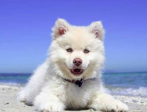 voyager avec son chien dans un pays chaud