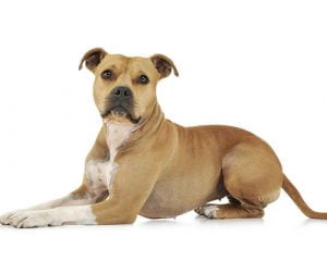 American Staffordshire Terrier en appartement