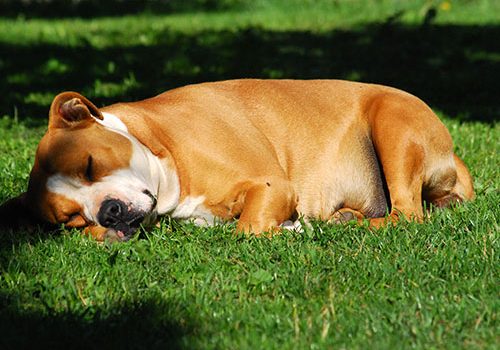 American Staffordshire Terrier calme