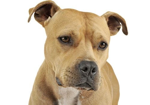 American staffordshire Terrier ducation caract re sant