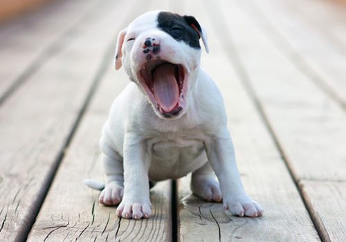 American Staffordshire Terrier chiot