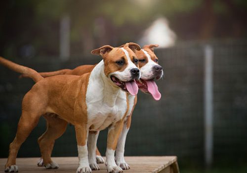 histoire de l'American Staffordshire Terrier