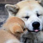 assurance chien akita inu