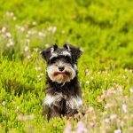 Les antiparasitaires naturels pour chien