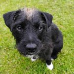 chien qui fait ses besoins dehors