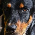 assurance chien beauceron