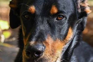 assurance chien beauceron