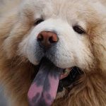 assurance chien chow chow