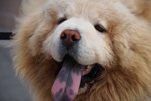 assurance chien chow chow