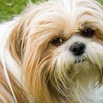 assurance chien pour shih tzu