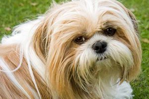 assurance chien pour shih tzu