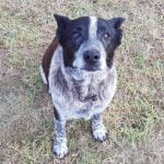 Max chien héros de 17 ans