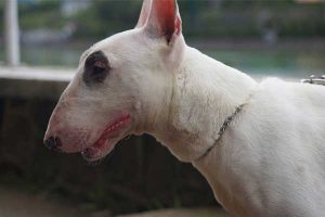 assurance chien bull terrier
