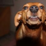 chien agressif avec les gens