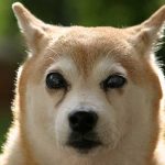 s'occuper d'un chien aveugle