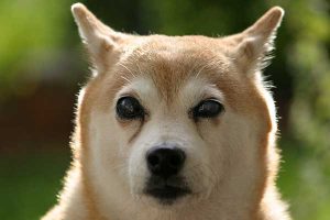 s'occuper d'un chien aveugle