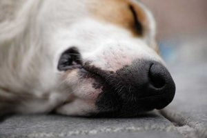 Un chien endormi