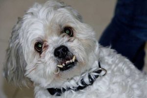 Garrot du chien : définition et méthode de mesure 