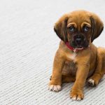 mon chiot a peur des colliers