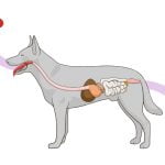 La digestion chez le chien