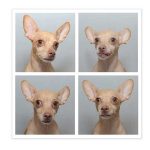 identification du chien