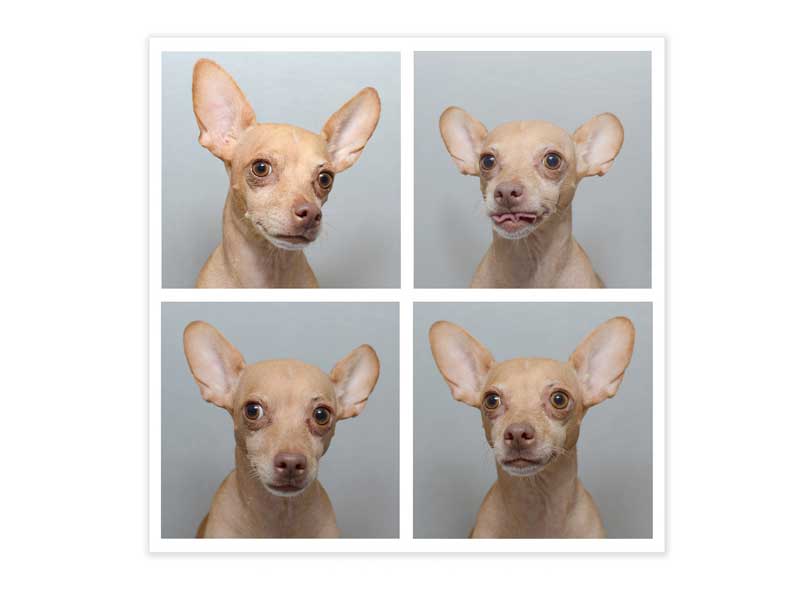 identification du chien