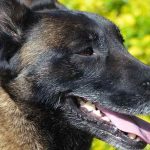 faire du mordant avec son chien