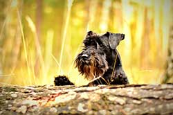 race de chien schnauzer