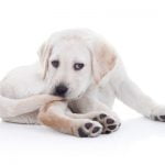 Un chien qui se mord la queue