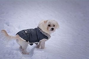 vetement pour chien