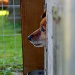 adopter un chien à la spa