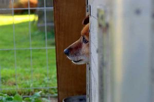 adopter un chien à la spa