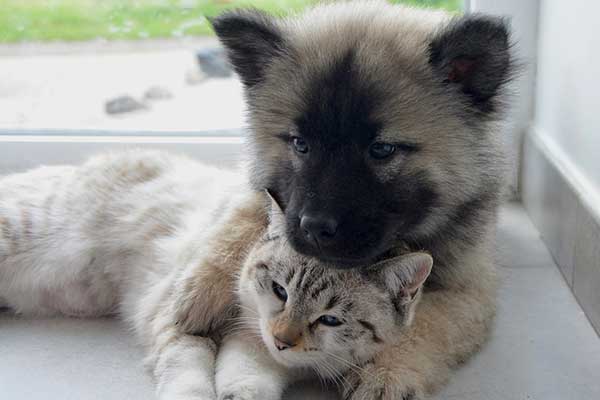 assurance pour animaux