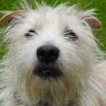 avoir un chien quand on travaille