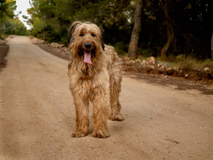 chien de berger de Brie