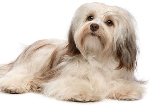 bichon havanais