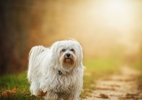 bichon havanais caractère