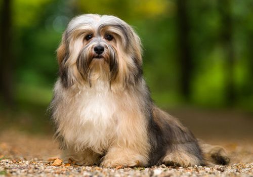 bichon havanais comportement