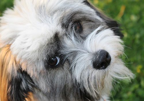 bichon havanais toilettage